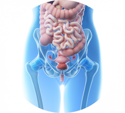 МРТ органов малого таза