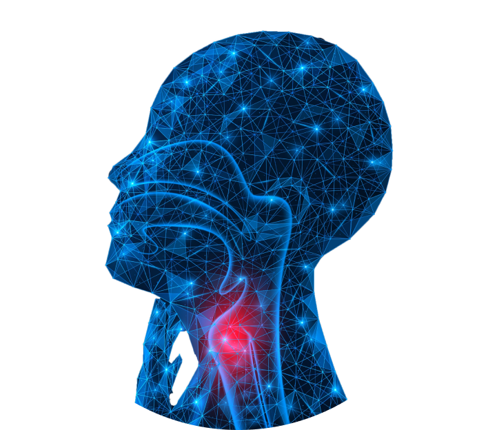 МРТ горла и гортани