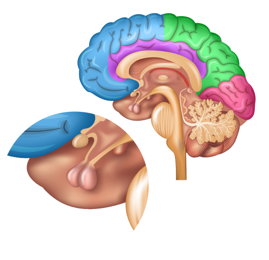 МРТ гипофиза с контрастом МРТ гипофиза с контрастом