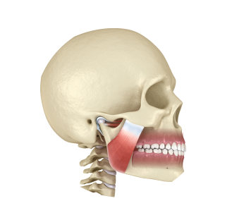 КТ височно-нижнечелюстных суставов КТ височно-нижнечелюстных суставов